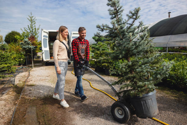 The Steps Involved in Our Tree Care Process in Morgantown, PA